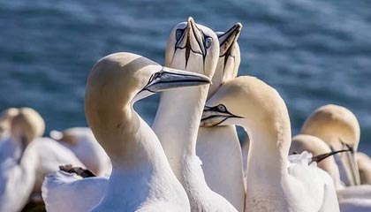 湖北伴游，定制QQ：3494206190微信：act1322