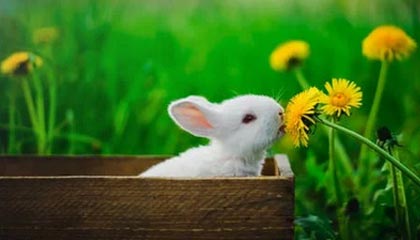 湖北伴游，定制QQ：3494206190微信：act1322